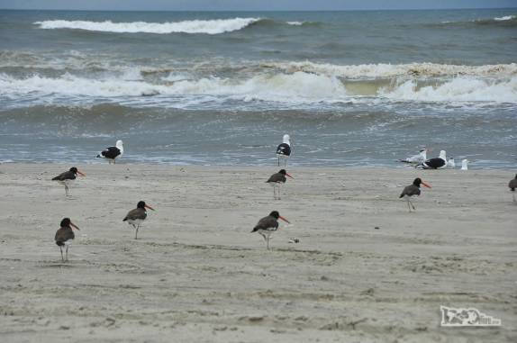 Dezenas de pássaros na Praia do Farol, ainda na área do Parque Nacional da Lagoa do Peixe, no sul do Rio Grande do Sul, entre a Lagoa dos Patos e o Oceano Atlântico